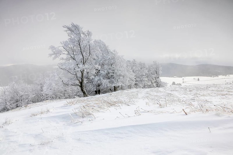Winter landscape near the wind beeches with fog and morning light