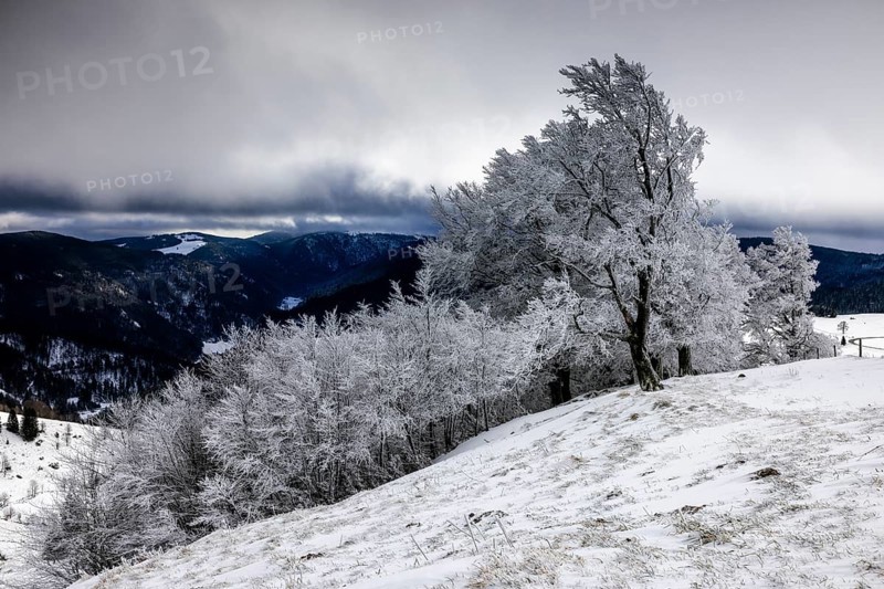 Winter landscape near the wind beeches with fog and morning light