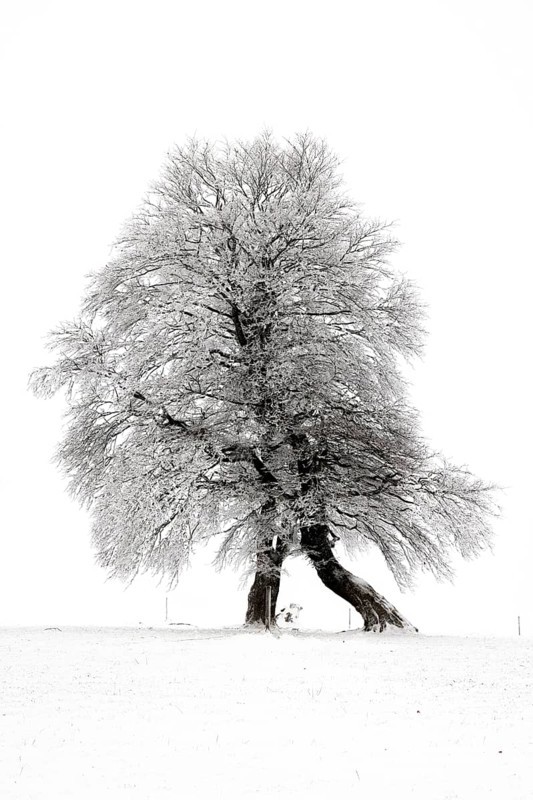 Winter landscape near the wind beeches with fog and morning light