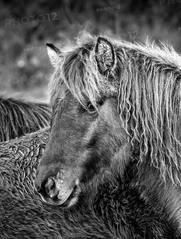 Portrait of an Icelandic horse in winter coat. Allgäu