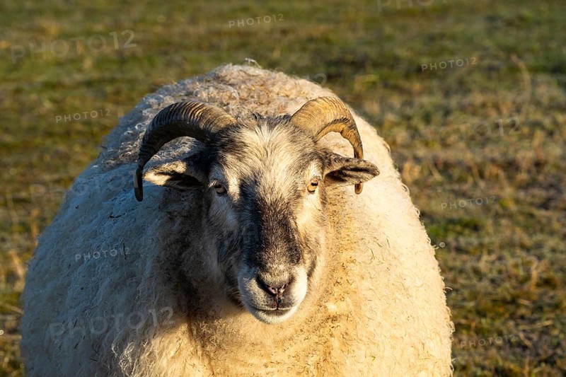 Portrait of a sheep with a lot of wool in the morning sun. The sheep is white with a black face and has horns