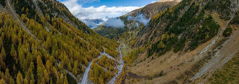 Colourful autumn larch forests