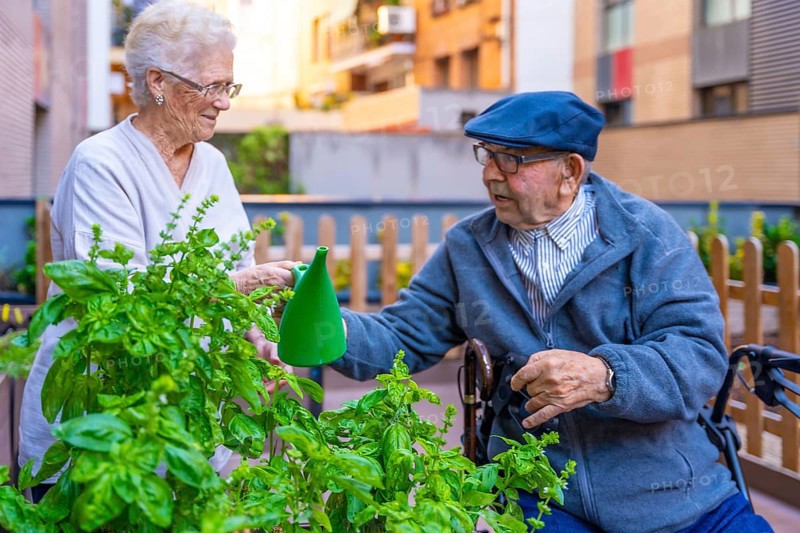 Elder man and woman watering herbal plants outdoors in an urban garden in a geriatric