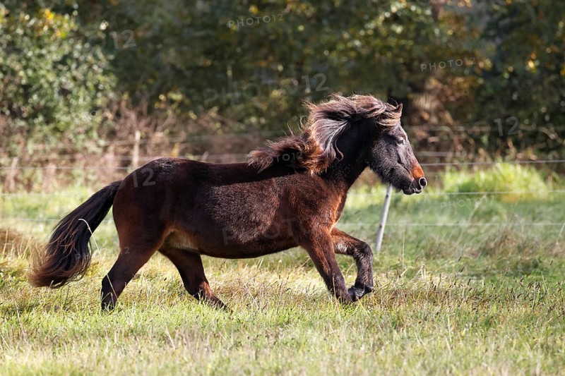 Young Icelandic horse