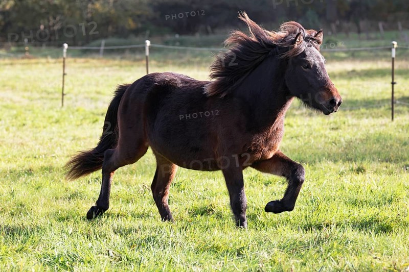 Young Icelandic horse