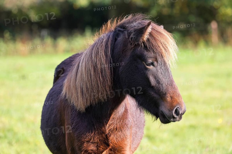 Young Icelandic horse