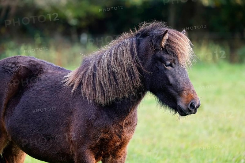 Young Icelandic horse