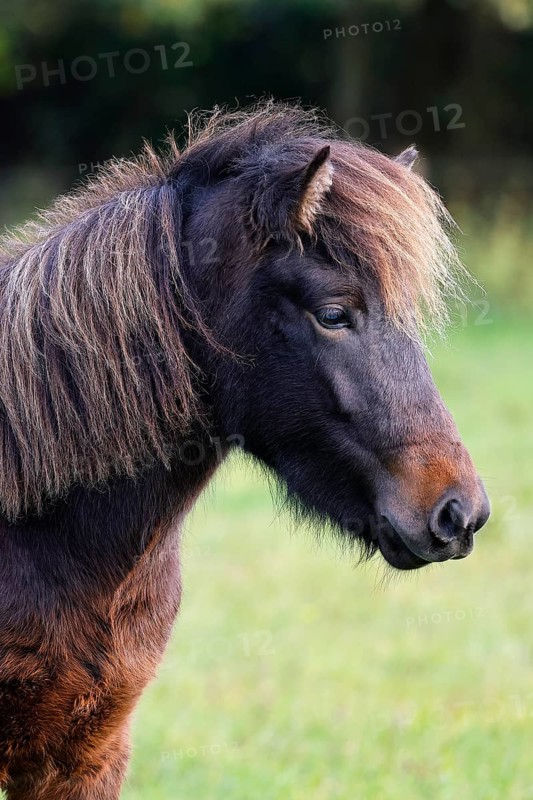Young Icelandic horse