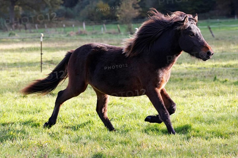 Young Icelandic horse