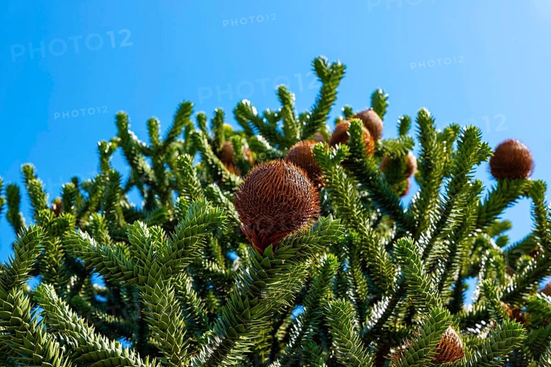 Beautiful Snake Pine or Monkey Tree with Cone