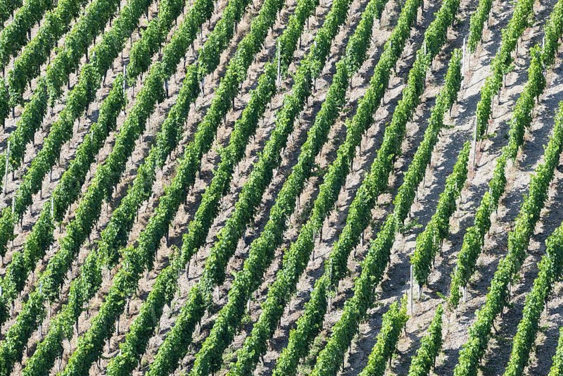 Pündericher Marienburg vineyard