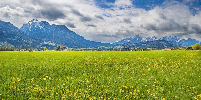 Blooming dandelion meadow