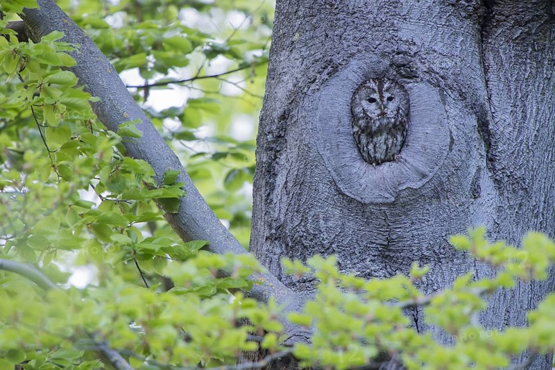 Tawny owl