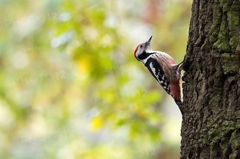 Middle Spotted Woodpecker