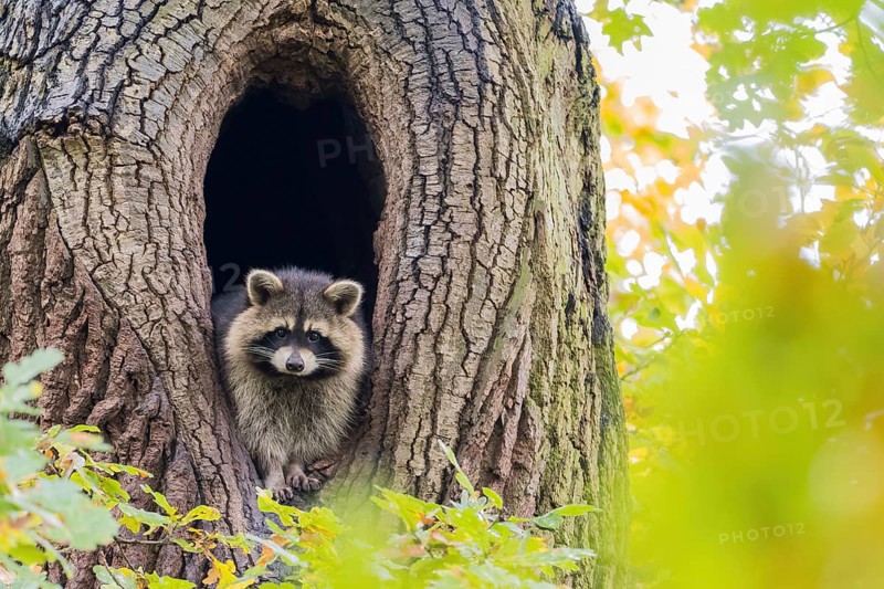 Raccoon