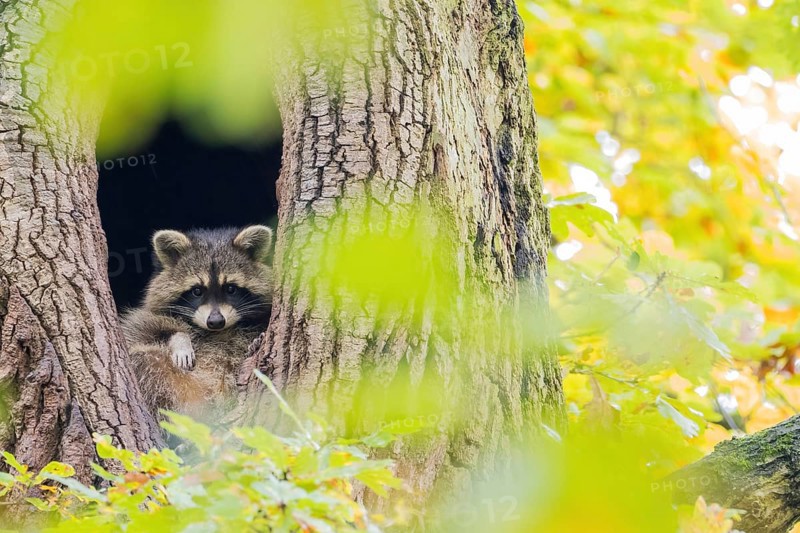 Raccoon