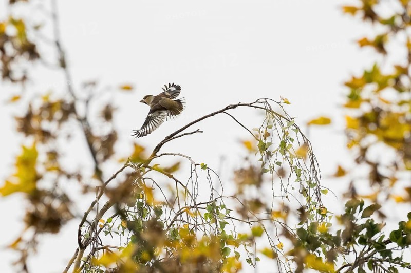 Hawfinch
