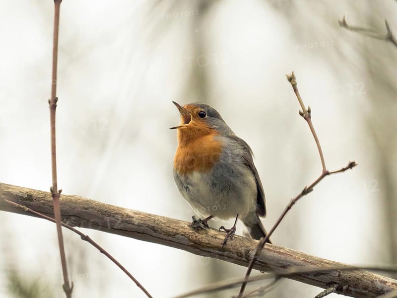 Cheerful male European Robin