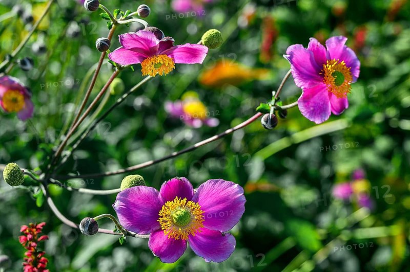 Chinese anemones
