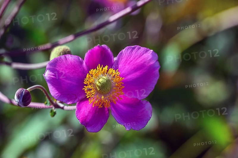 Autumn anemone