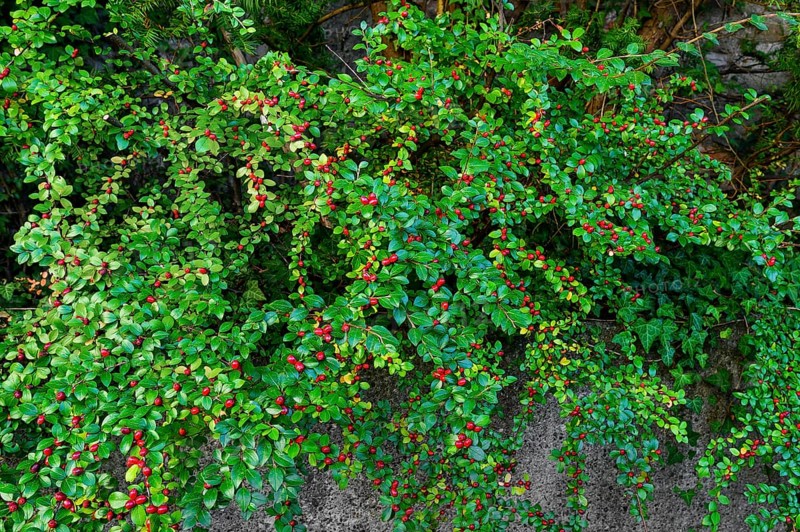 Rockspray cotoneaster