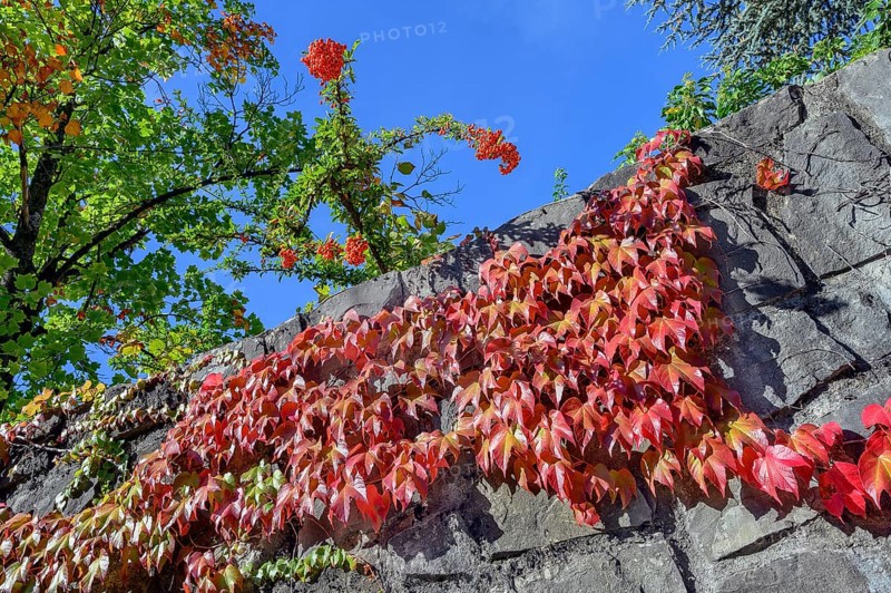 Town wall with wild vine