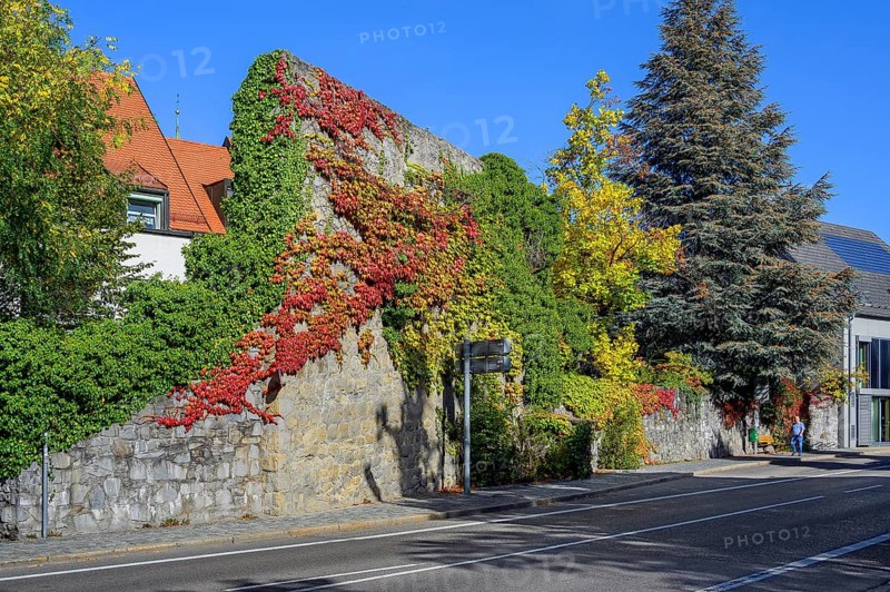 Burgstraße with last remains of the town wall overgrown with wild vine