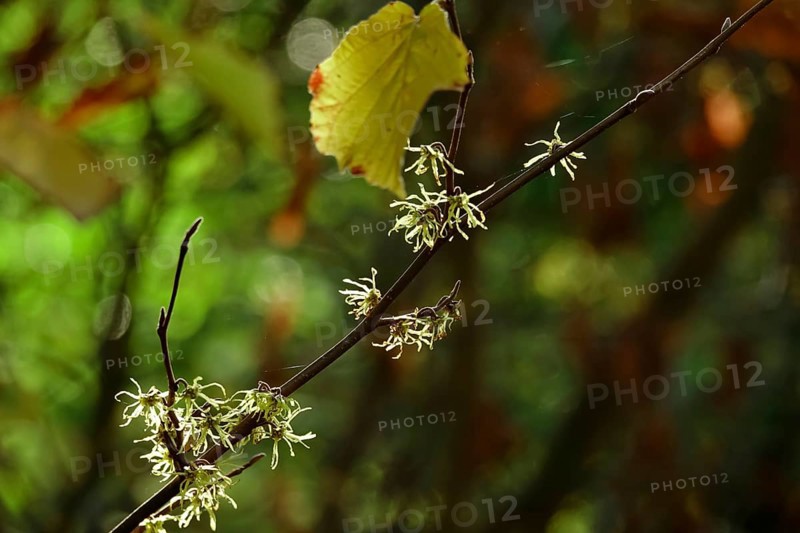 (Hamamelis), Autumn, Germany, Europe
