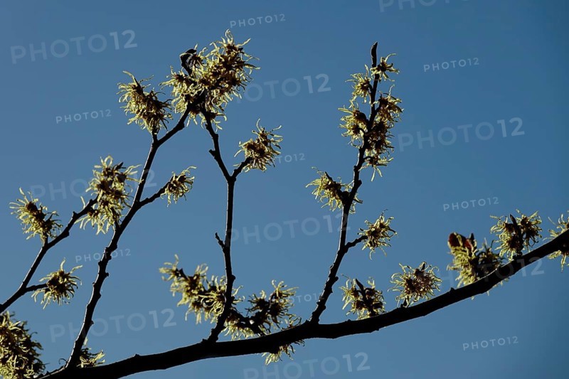 (Hamamelis), Autumn, Germany, Europe