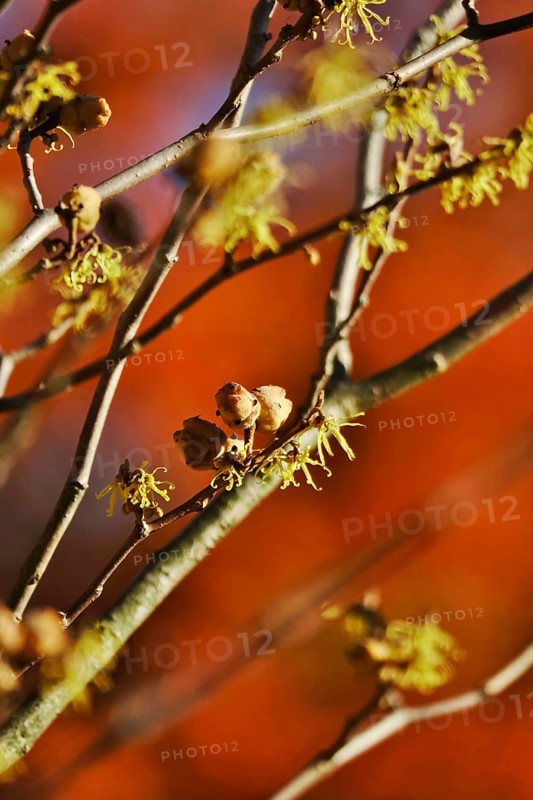 (Hamamelis), Autumn, Germany, Europe