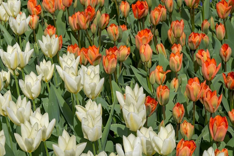 Flowerbed with white and orange tulips