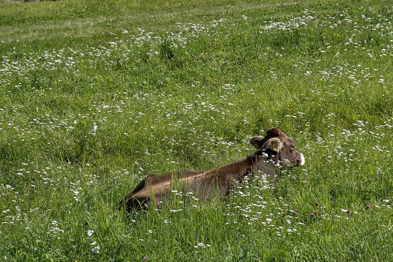 Cattle lying on a mountain pasture