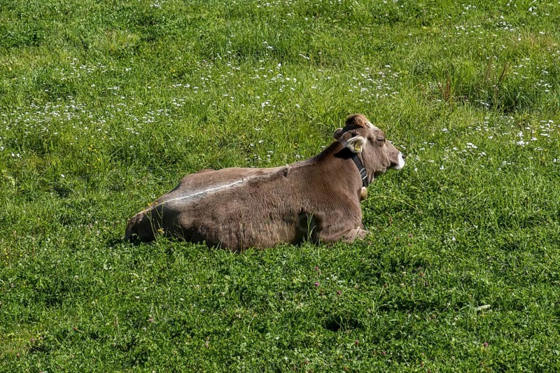 Cattle lying on a mountain pasture