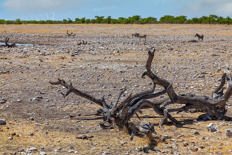 Landscape in Etosha National Park