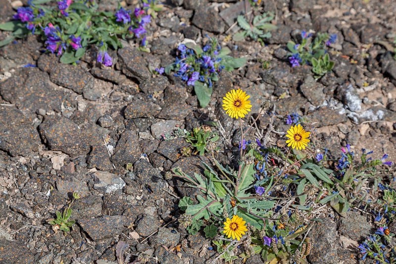 False sowthistle