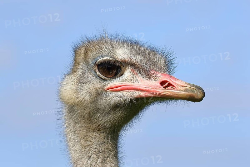 Common ostrich
