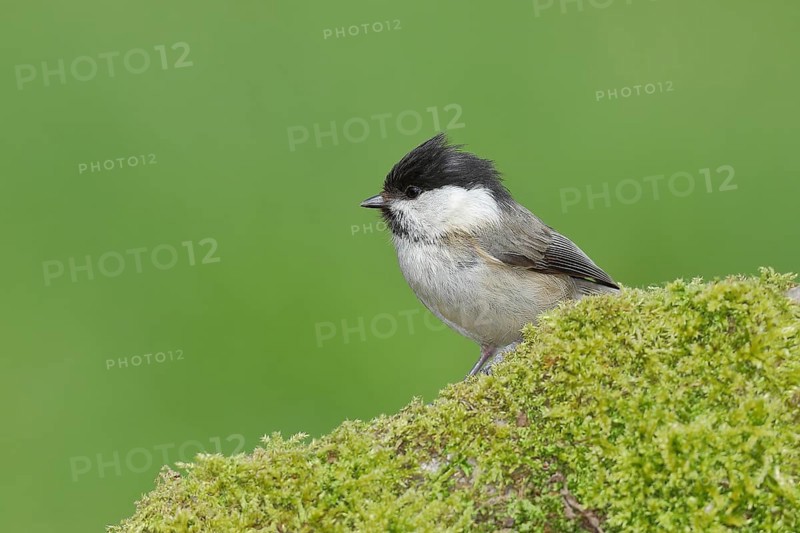 Willow Tit