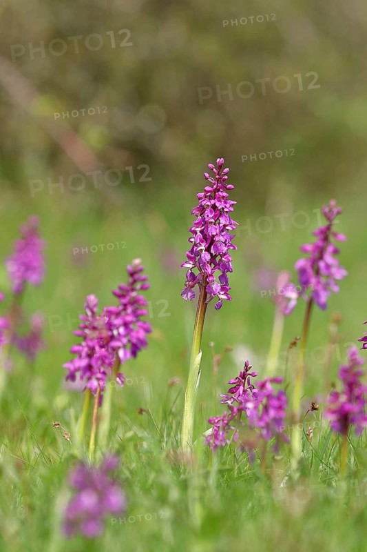 Early purple orchid