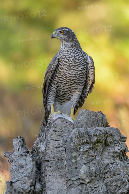 Northern goshawk