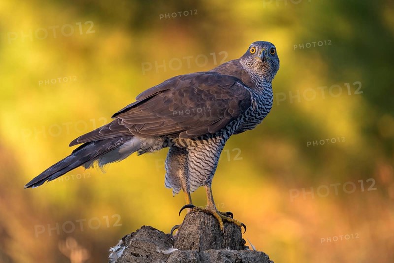 Northern goshawk