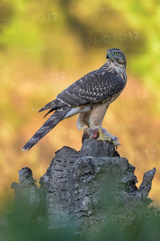 Northern goshawk