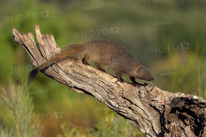 Egyptian mongoose
