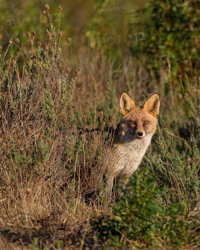 Red fox