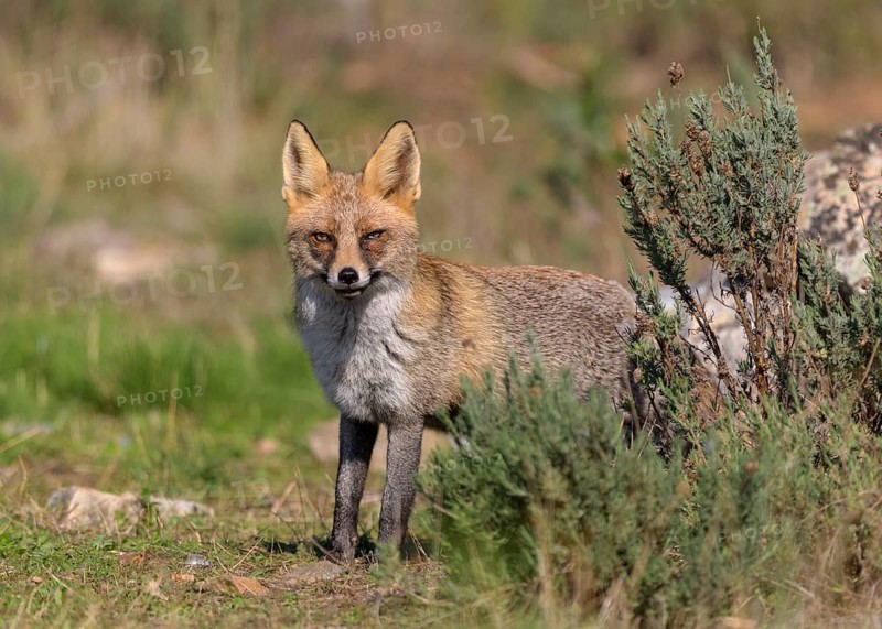 Red fox