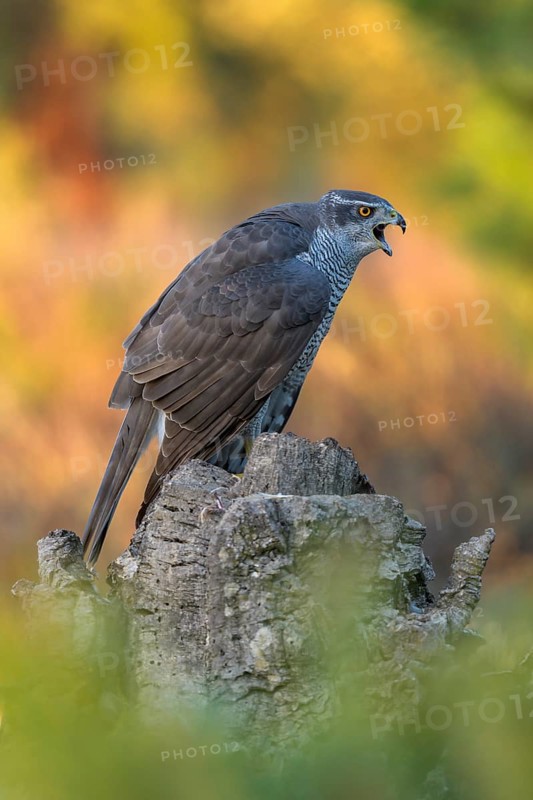 Northern goshawk