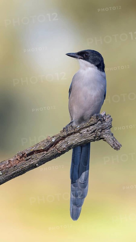 Blue magpie