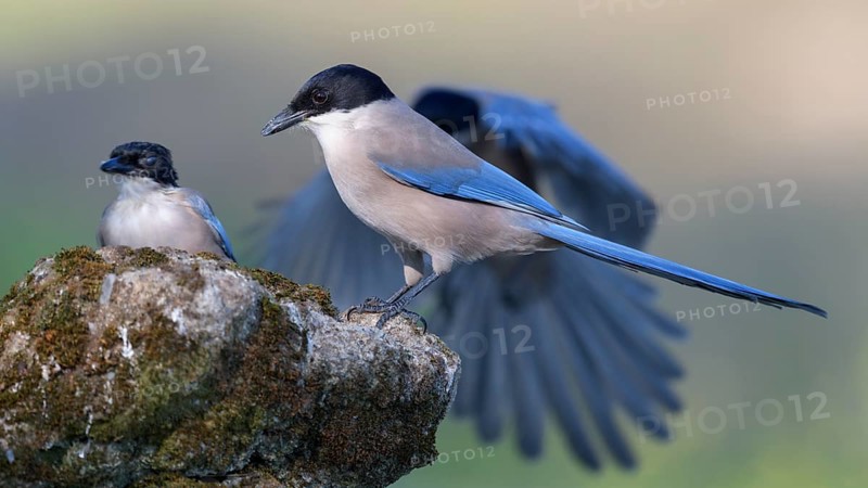 Blue magpie