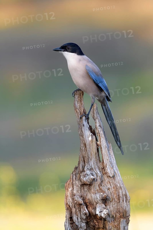 Blue magpie