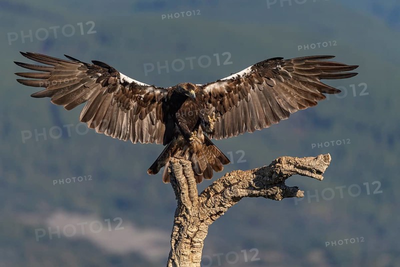 Spanish imperial eagle