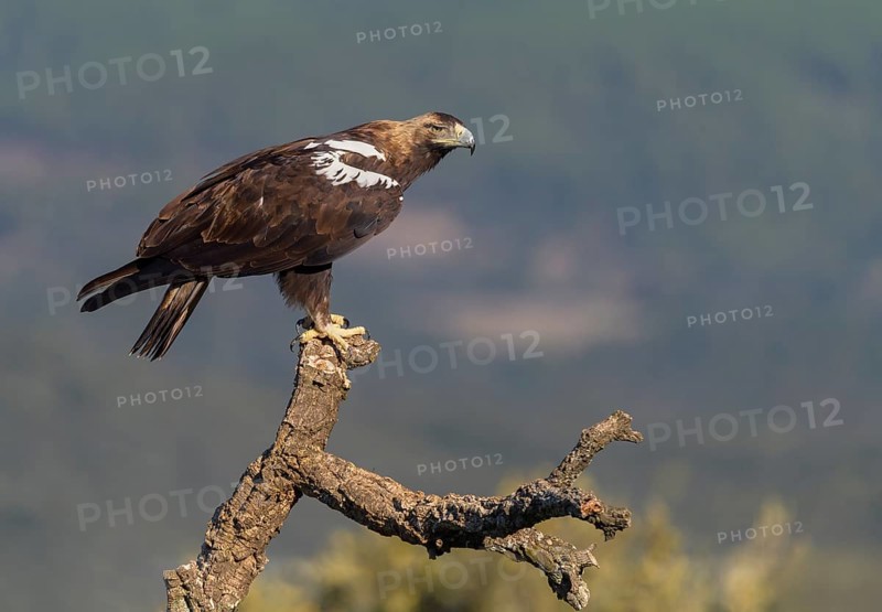Spanish imperial eagle